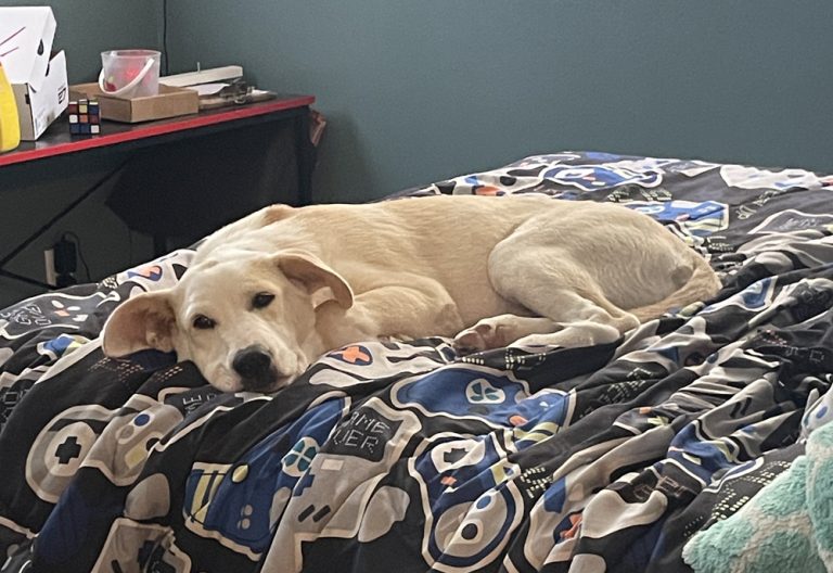 Scout having a nap on the bed. (Photo: Alissa Weece)