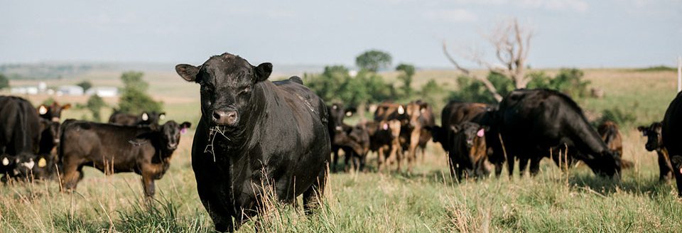Angus cows and calves in green pasture. (K-State Research and Extension news service)