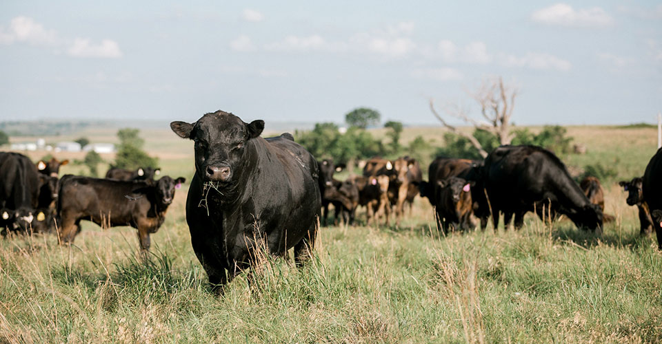 Angus cows and calves in green pasture. (K-State Research and Extension news service)