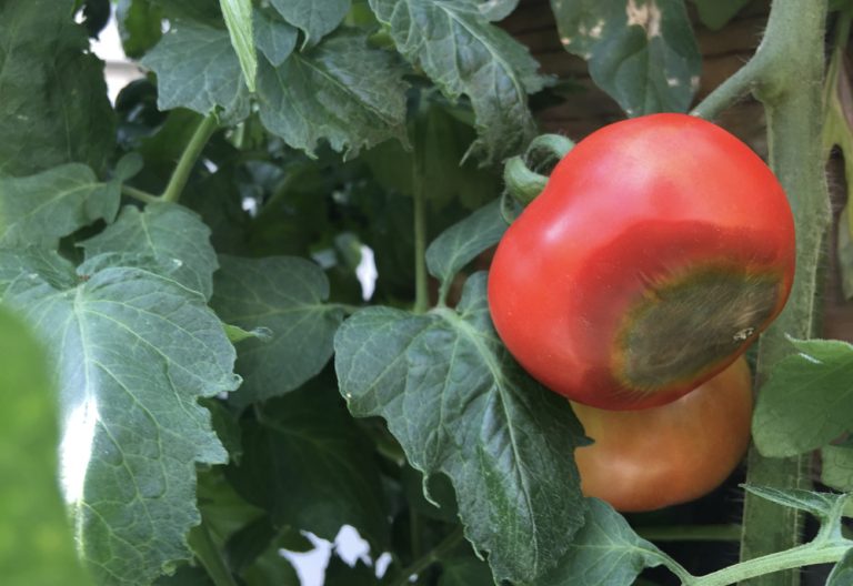 Blossom end rot on a tomato. (Cindy Haynes │ Iowa State University Extension and Outreach)