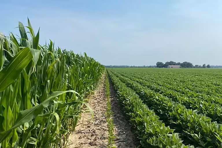 Corn and soybeans (University of Illinois Extension)