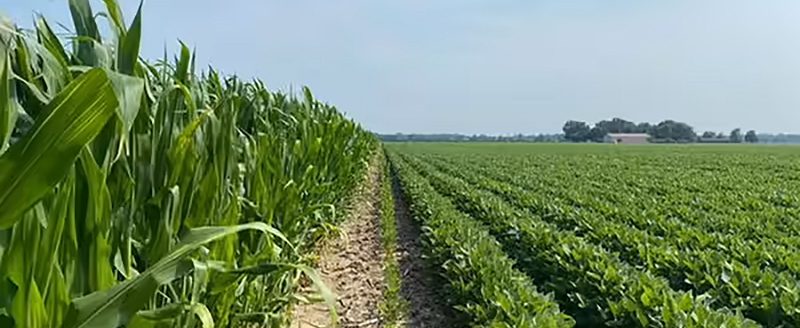 Corn and soybeans (University of Illinois Extension)