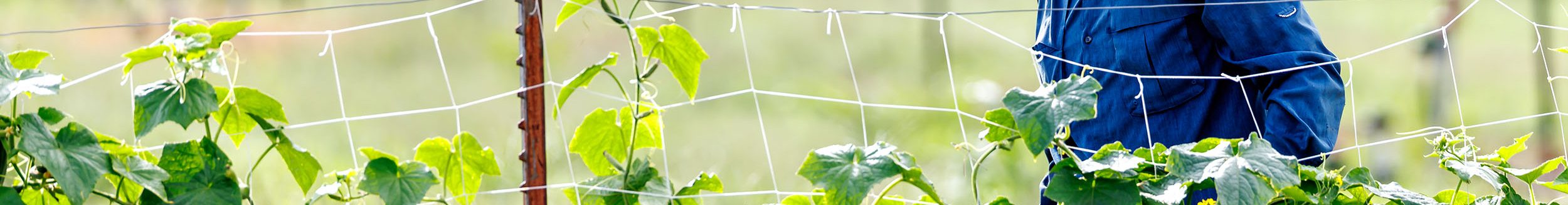 Protective clothing, including a long-sleeved shirt, long pants and a wide-brimmed hat are must-haves for gardeners to protect themselves from harmful UV rays. (Photo by Mitchell Alcala, OSU Agriculture)