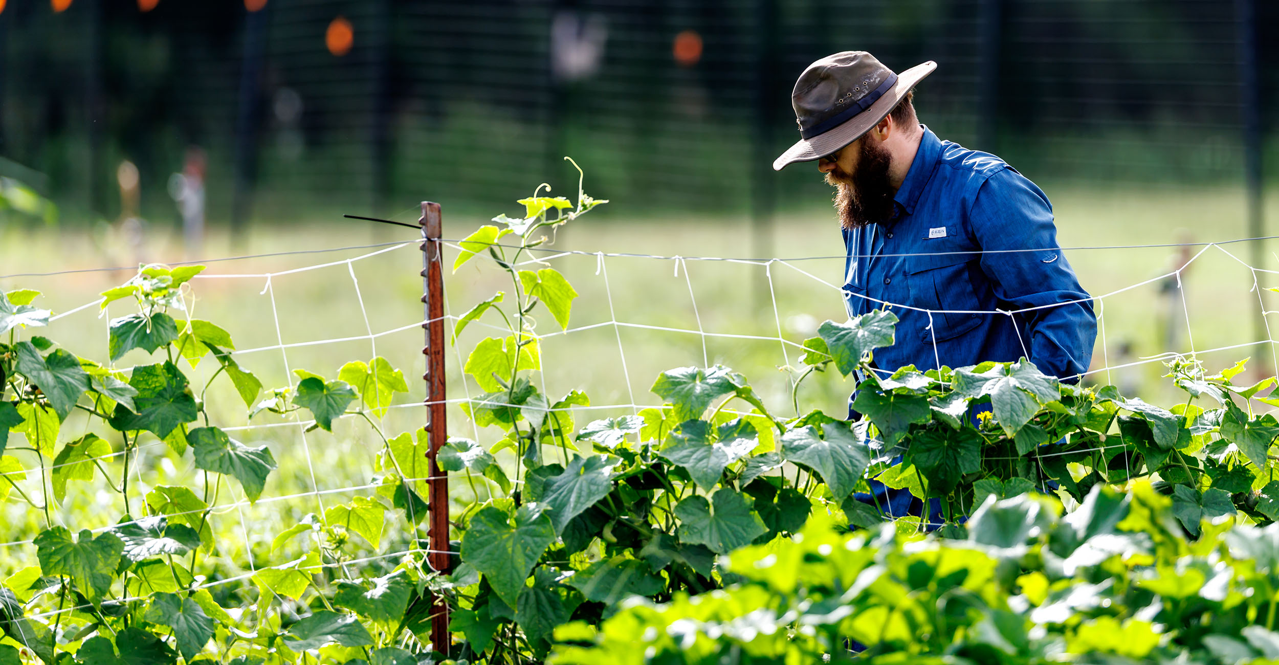 Protective clothing, including a long-sleeved shirt, long pants and a wide-brimmed hat are must-haves for gardeners to protect themselves from harmful UV rays. (Photo by Mitchell Alcala, OSU Agriculture)