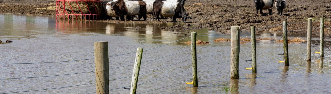 Heavy rains in causing flooding in the Midwest causing problems for grain and cattle farmers. These cattle have moved up to dry ground as water levels quickly rise. (iStock │ #1147191171 - JJ Gouin)