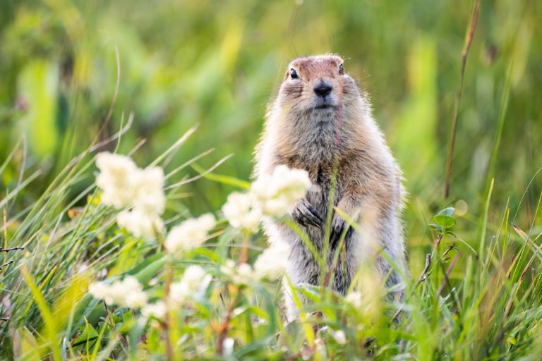 Groundhog with fluffy fur. (iStock │ #1254050318 - Evgenyi_Eg)