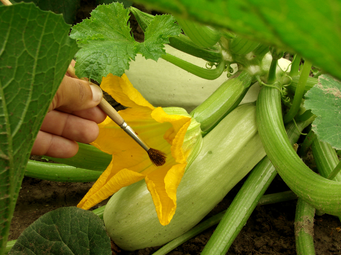 Hand pollination flower with brush. (iStock │ #133833585 - DLeonis)
