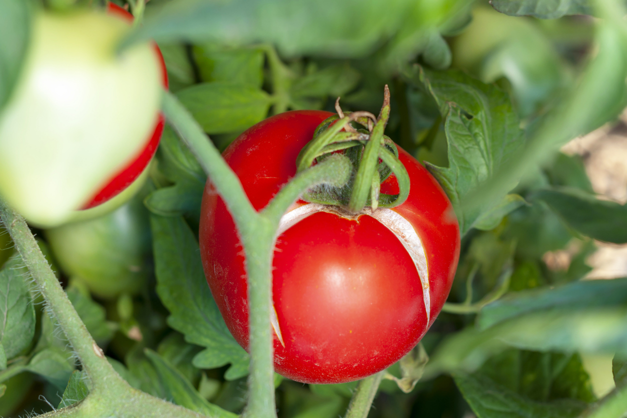 Cracking of a tomato as a result of excess moisture, overheating of a vegetable or an overdose of fertilizers, on a bush close-up. Crop loss. Problems of agriculture, tomato disease. (iStock │ #1340725845 - Lyubov Kulikova)