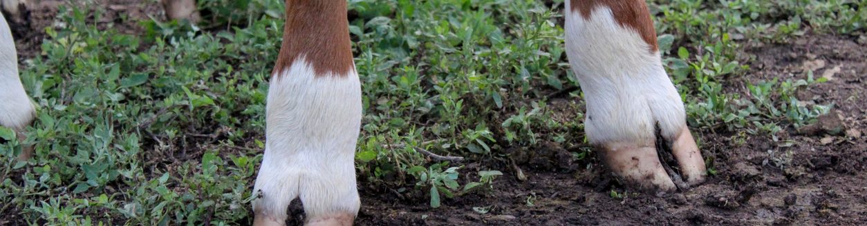 Cow legs hooves close-up. Big adult heifer standing on the farm ground. (iStock │ #1413038413 - Tungalag Balzhirova)