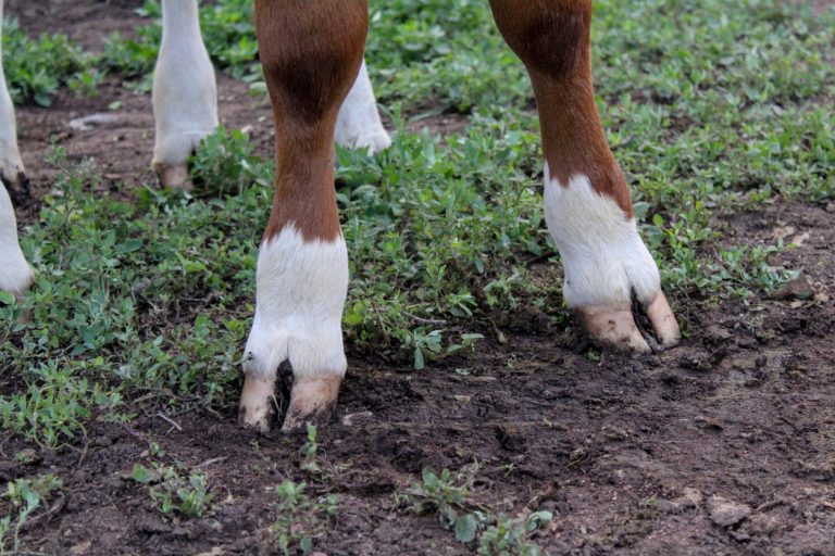 Cow legs hooves close-up. Big adult heifer standing on the farm ground. (iStock │ #1413038413 - Tungalag Balzhirova)
