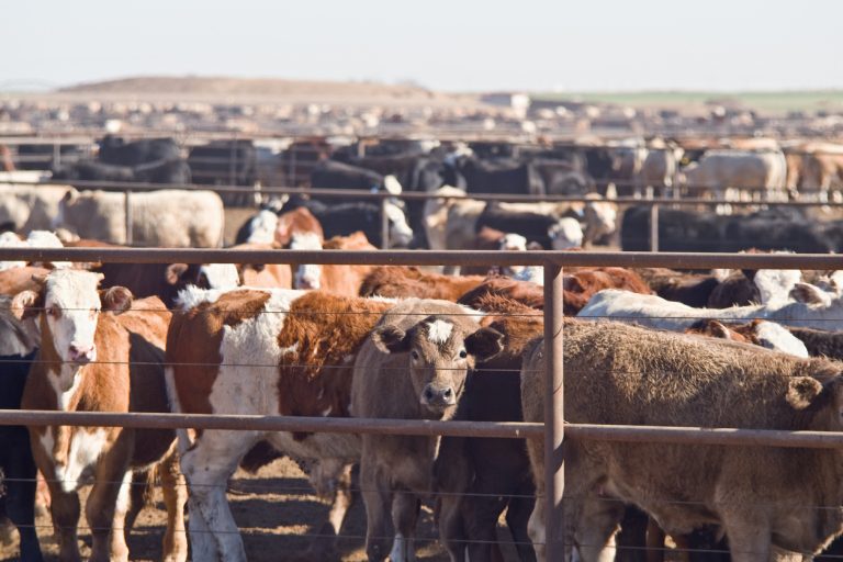 Cattle in feedlot in West Texas. (iStock │ #174479340 - dhughes9)