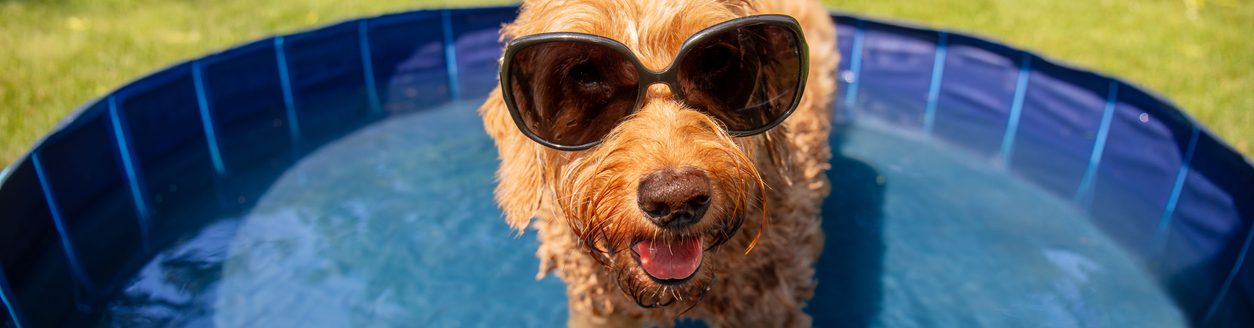 A miniature goldendoodle dog staying cool on a hot summer day. (iStock │ #2187715472 - nycshooter)