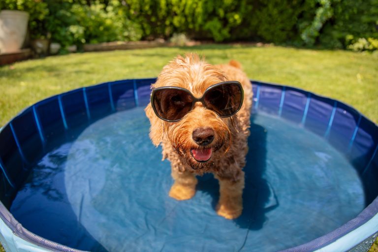 A miniature goldendoodle dog staying cool on a hot summer day. (iStock │ #2187715472 - nycshooter)