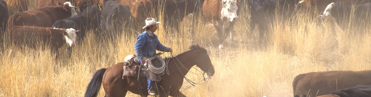 A cowboy on a horse surrounded by livestock during a cattle drive. (iStock │ #477413769 - johnrandallalves)