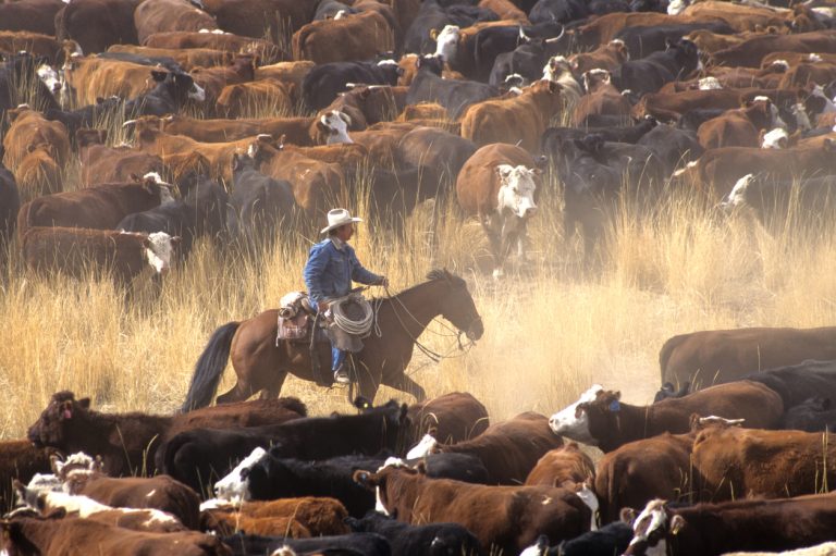 A cowboy on a horse surrounded by livestock during a cattle drive. (iStock │ #477413769 - johnrandallalves)