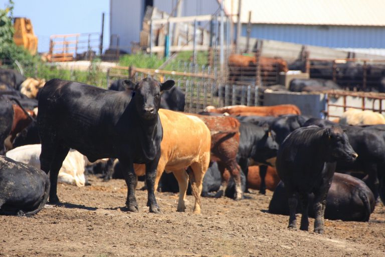 Cattle feedlot in Carroll County, Iowa. (iStock │ #484438670 - DarcyMaulsby)