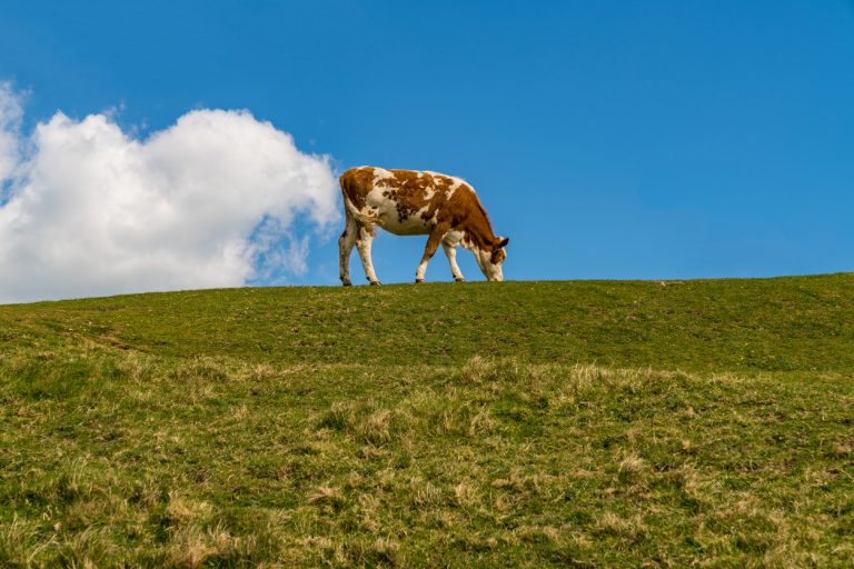 'The farting cow', a Cow with a cloud. (iStock │ #913410556 - BerndBrueggemann)