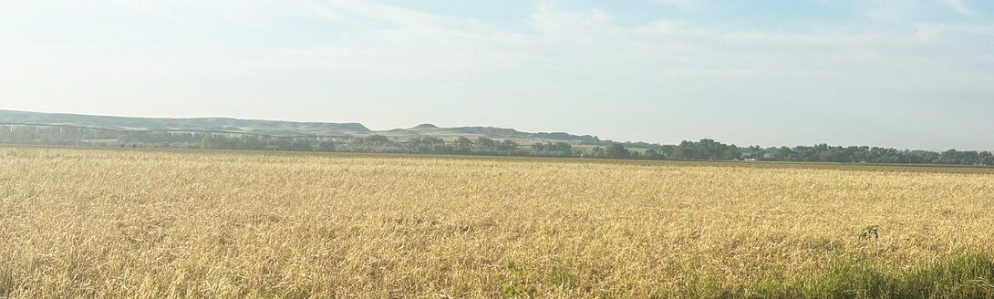 A field where rye had been planted to use for grazing and/or hay before it was hailed on June 22, 2025. Before the hail, the rye was upright and green. Photo by Delaney Pohl