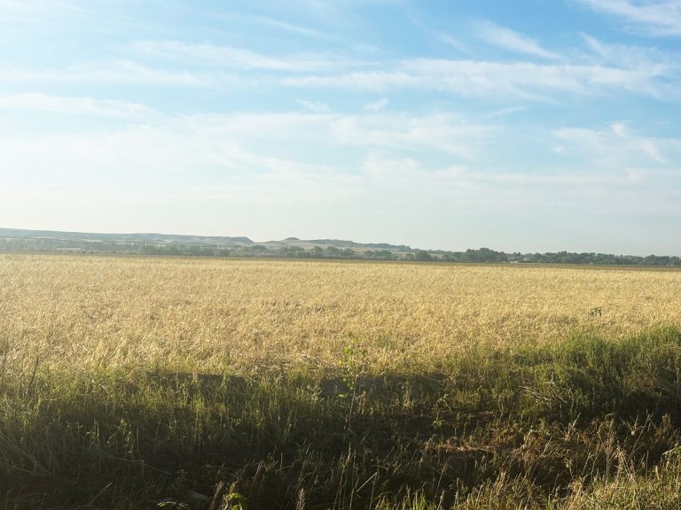 A field where rye had been planted to use for grazing and/or hay before it was hailed on June 22, 2025. Before the hail, the rye was upright and green. Photo by Delaney Pohl
