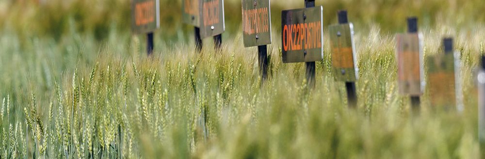 Oklahoma State University Agriculture holds wheat variety testing plot tours across the state to provide timely information to producers about available wheat varieties. (Photo by Mitchell Alcala, OSU Agriculture)
