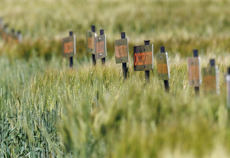 Oklahoma State University Agriculture holds wheat variety testing plot tours across the state to provide timely information to producers about available wheat varieties. (Photo by Mitchell Alcala, OSU Agriculture)