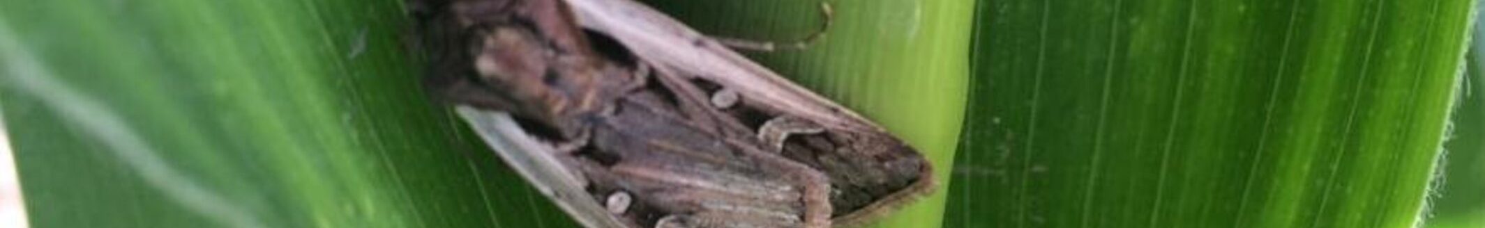 Egg-laying is underway — don’t wait to scout for western bean cutworm in cornfields, especially those without VIP3A protection. (Julie Peterson | Nebraska Extension)