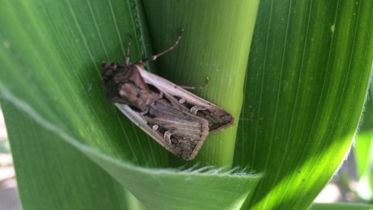 Egg-laying is underway — don’t wait to scout for western bean cutworm in cornfields, especially those without VIP3A protection. (Julie Peterson | Nebraska Extension)