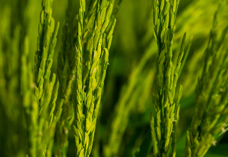 Despite a challenging season for Texas rice growers due to pests and poor prices, yields have been average and conditions look good for the second crop. (Michael Miller/Texas A&M AgriLife)