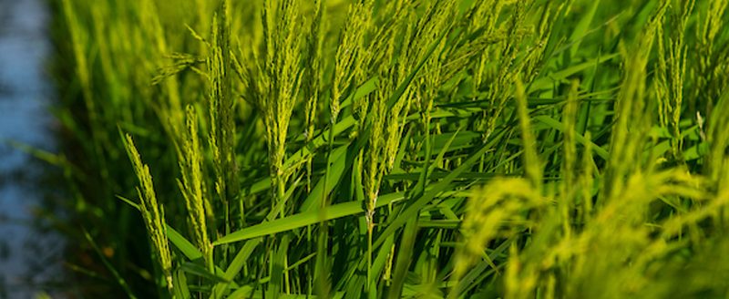 Despite a challenging season for Texas rice growers due to pests and poor prices, yields have been average and conditions look good for the second crop. (Michael Miller/Texas A&M AgriLife)
