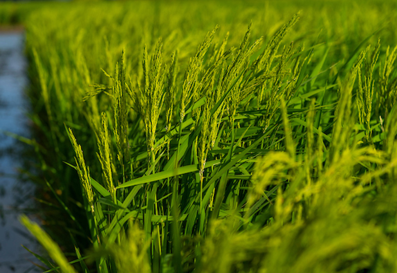 Despite a challenging season for Texas rice growers due to pests and poor prices, yields have been average and conditions look good for the second crop. (Michael Miller/Texas A&M AgriLife)