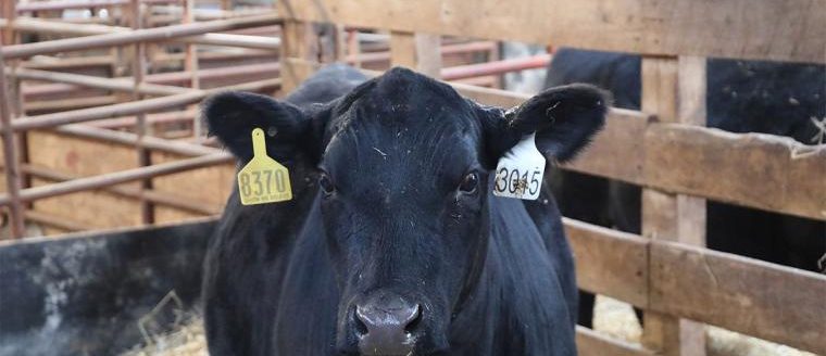 Heifer at Show-Me-Select sale in Kirksville, Mo. Photo by Sydney Winn, University of Missouri.