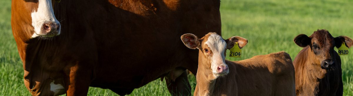According to Texas A&M AgriLife Extension Service experts, cow/calf producers are realizing strong calf sale prices as a result of strong consumer demand for beef and low cattle supplies. (Michael Miller/Texas A&M AgriLife)