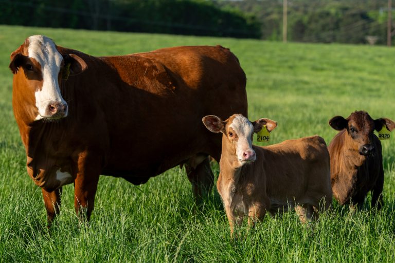 According to Texas A&M AgriLife Extension Service experts, cow/calf producers are realizing strong calf sale prices as a result of strong consumer demand for beef and low cattle supplies. (Michael Miller/Texas A&M AgriLife)