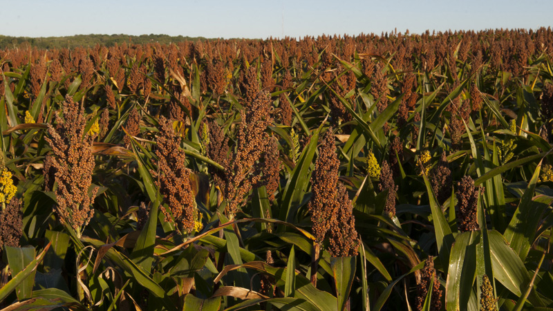 Grain sorghum (HPJ Photo - Lacey Vilhauer)