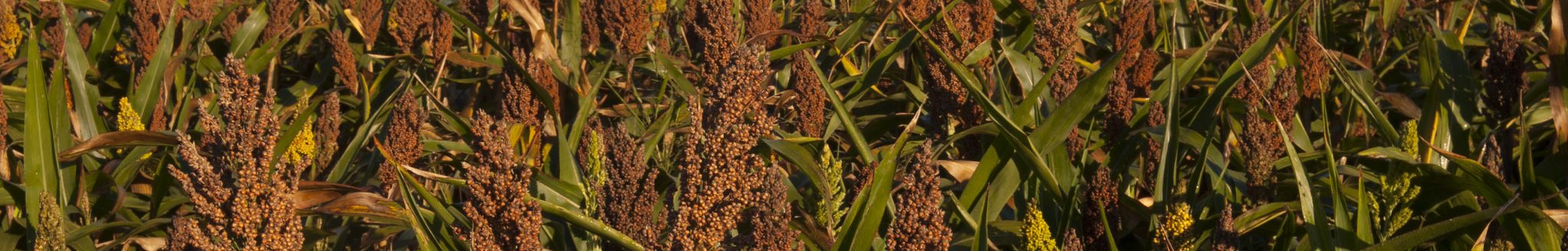 Sorghum field. (K-State Research and Extension)