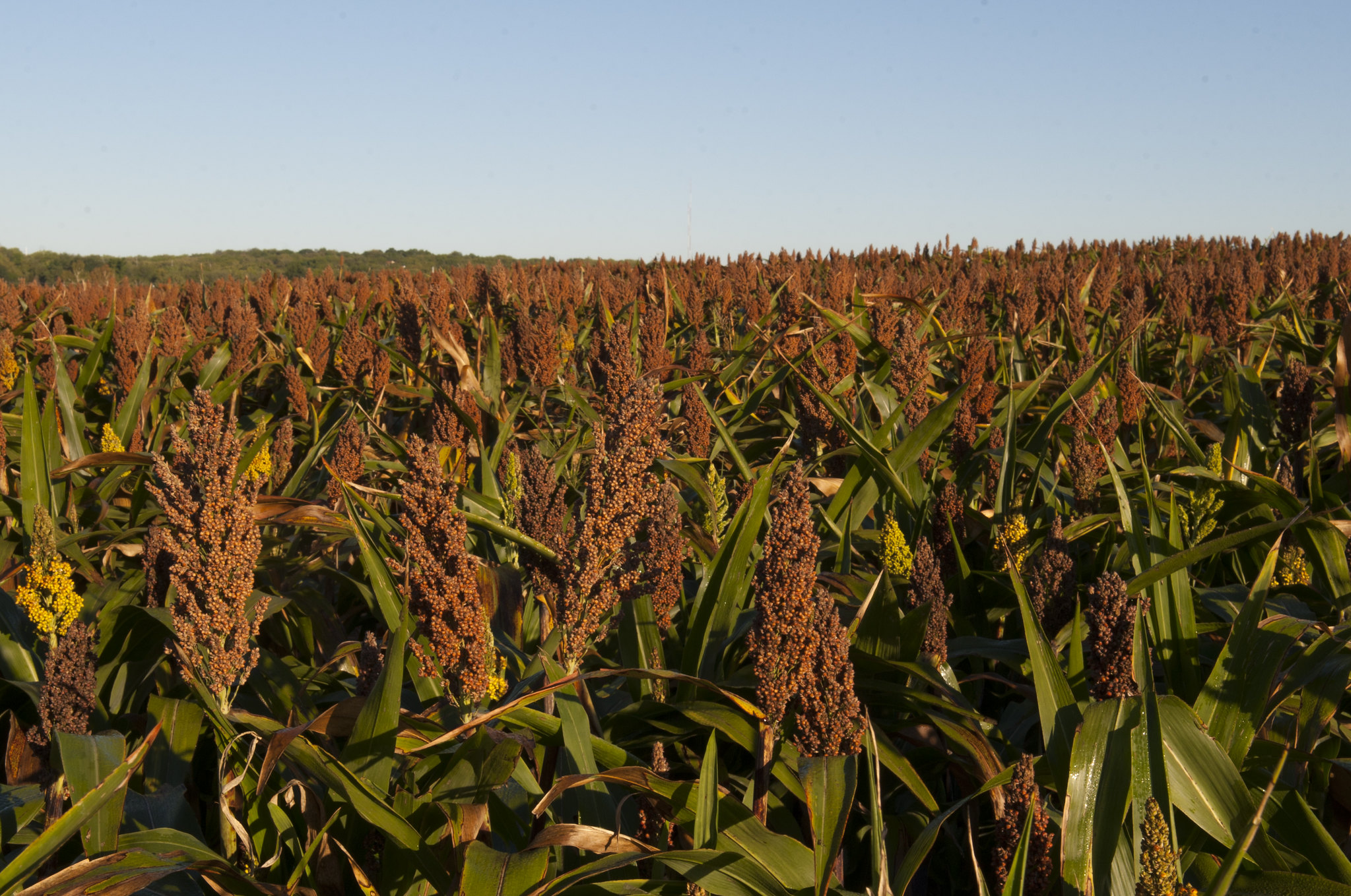 Sorghum field. (K-State Research and Extension)