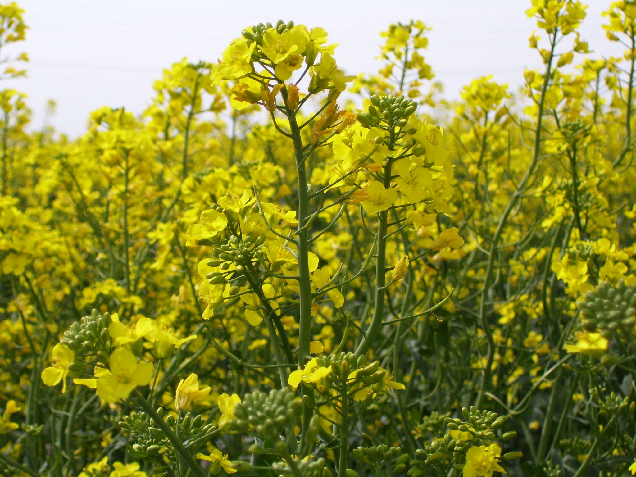 Canola blooming (K-State Research and Extension)