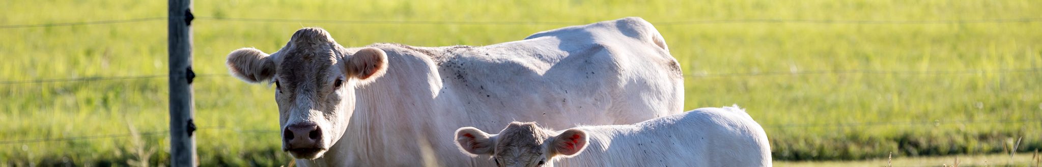 Cow Camp 2025 offers hands-on workshops and development opportunities. (K-State Research and Extension news service)