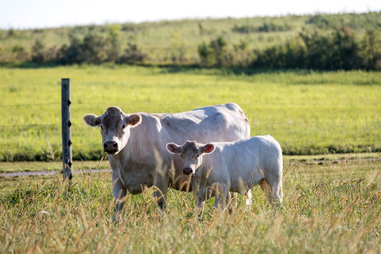 Cow Camp 2025 offers hands-on workshops and development opportunities. (K-State Research and Extension news service)