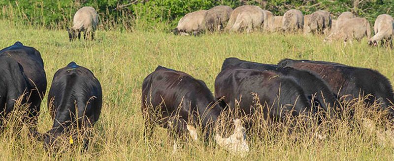 K-State beef cattle experts reveal strategic benefits and challenges of cattle co-grazing. (K-State Extension news service)