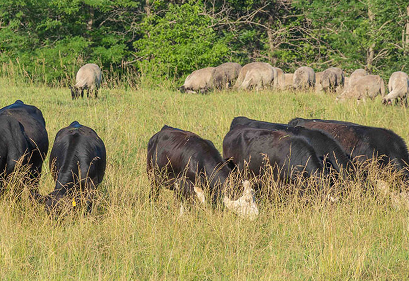 K-State beef cattle experts reveal strategic benefits and challenges of cattle co-grazing. (K-State Extension news service)