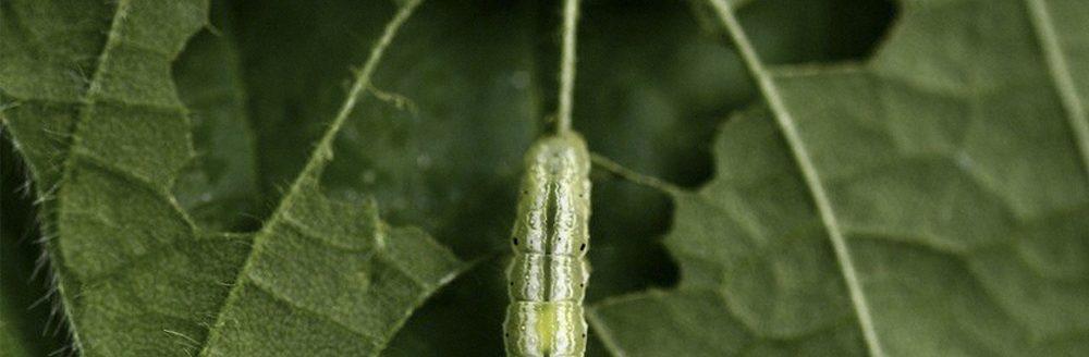 PLANT MEMORY — Researchers with the Arkansas Agricultural Experiment Station have shown how soybean plants can pass on adaptive traits to progeny after experiencing drought and herbivory (U of A System Division of Agriculture photo by Manish Gautam)