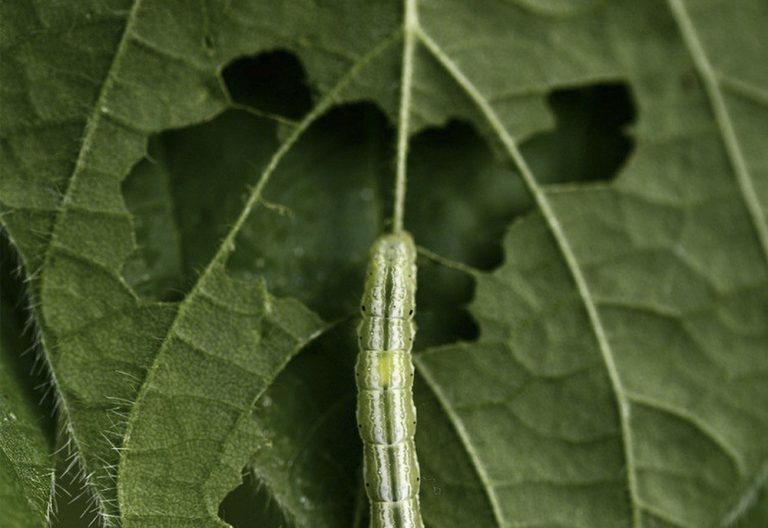 PLANT MEMORY — Researchers with the Arkansas Agricultural Experiment Station have shown how soybean plants can pass on adaptive traits to progeny after experiencing drought and herbivory (U of A System Division of Agriculture photo by Manish Gautam)