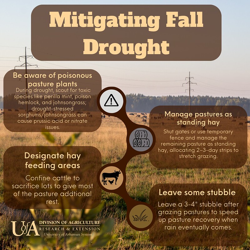Tips for ranchers to mitigate fall drought. (U of Arkansas System Division of Agriculture image by Harley Warren)