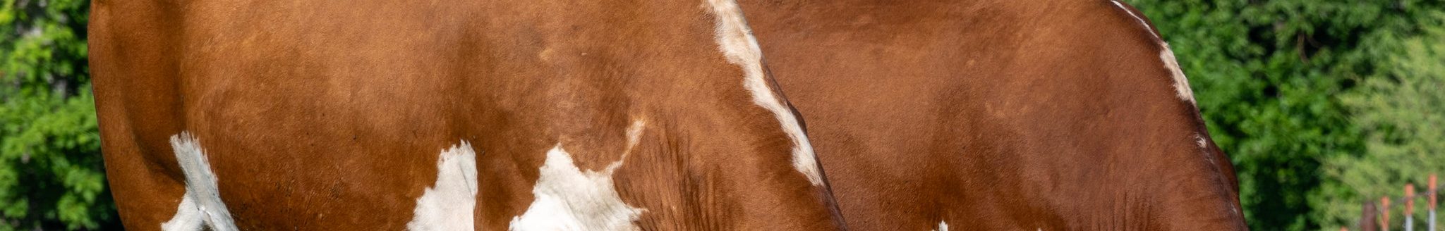 Hereford cows grazing (K-State Research and Extension)