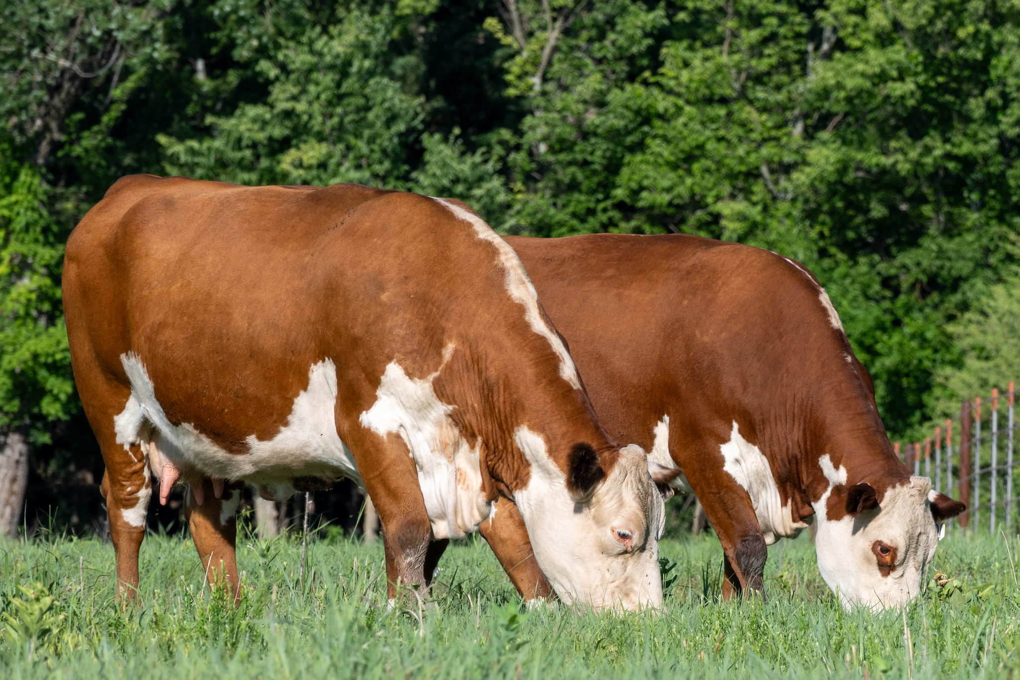 Hereford cows grazing (K-State Research and Extension)
