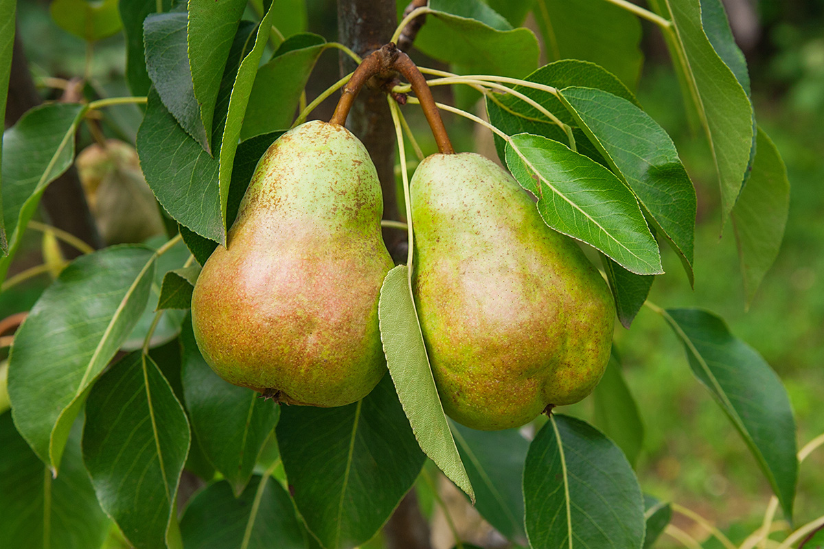 Shiny delicious pears hanging from a tree branch in the orchard. (Adobe Stock │ #117799432 - kostik2photo)