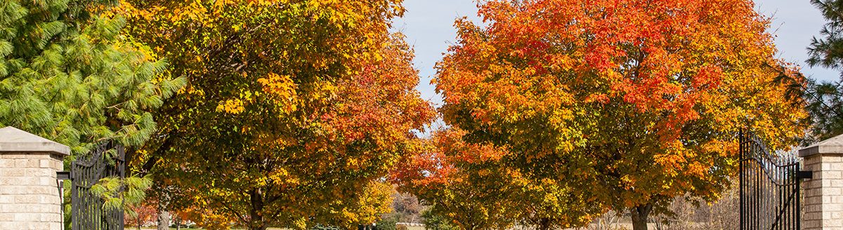 Orange sugar maple trees line a paved driveway. (Adobe Stock │ #179289287 - Margaret Burlingham)