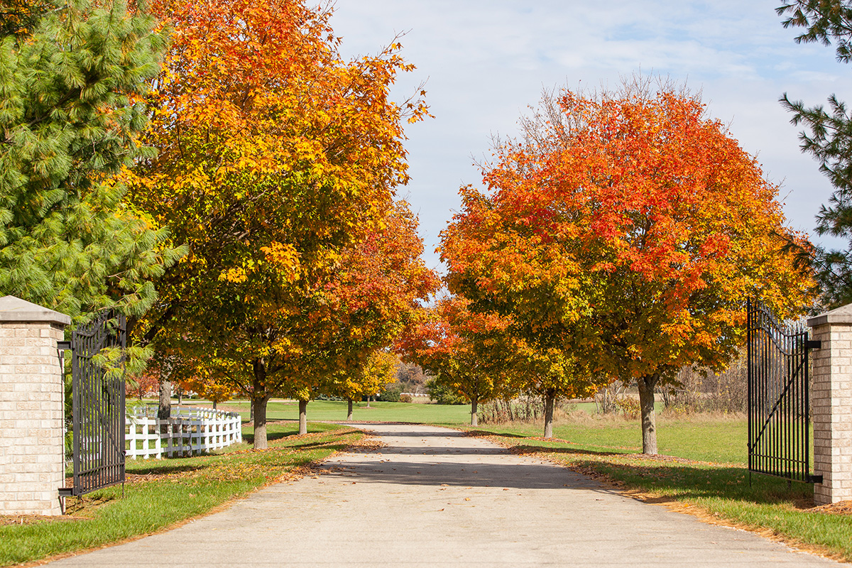 Orange sugar maple trees line a paved driveway. (Adobe Stock │ #179289287 - Margaret Burlingham)