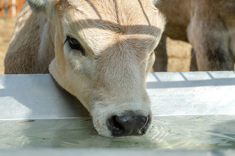 Head of calf who drinks water from trough or tank on farm. (Adobe Stock │ #226462360 - Dmytro Furman)